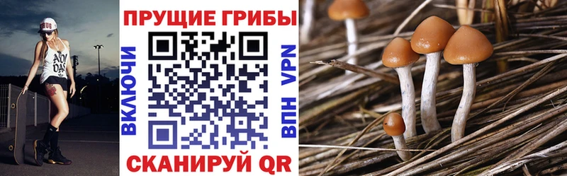 Псилоцибиновые грибы мицелий  Сафоново 